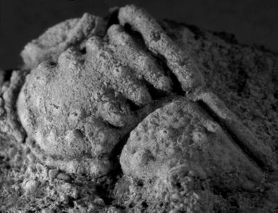 https://files.geocollections.info/large/36/d9/36d90f47-4c06-44c2-97a0-0f0bc481ac75.jpg