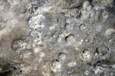 <i>Trypanites isp.</i><br />Vasalemma quarry,  m, Keila Stage