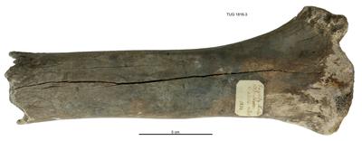 https://files.geocollections.info/large/37/0e/370e64da-6a8e-4714-8d59-d9b4644c133b.jpg