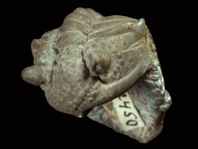 https://files.geocollections.info/large/37/2c/372cedbb-3f87-474e-a577-5a751073168e.jpg
