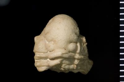 https://files.geocollections.info/large/37/3f/373f8ea9-dc7e-4f1c-a674-a2f918968cdc.jpg