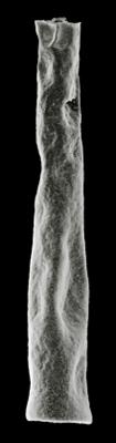 <i><i>Chitinozoa</i> | Conochitina cf. elegans Eisenack, 1931</i><br />Hullo 385 borehole, 25.50 m, Vormsi Stage (306-12)