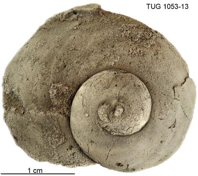https://files.geocollections.info/large/37/73/377308d3-d2e2-4fd0-afbf-410342001ddc.jpg