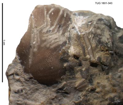 <i></i><br />Rägavere quarry,  m, Rakvere Stage