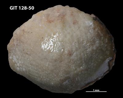https://files.geocollections.info/large/37/ee/37ee3b49-4cdc-4e17-95d7-8a1d117cdf3c.jpg