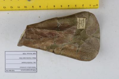 https://files.geocollections.info/large/37/f4/37f45d2e-f672-4618-b5d9-ac38b5a87d43.JPG