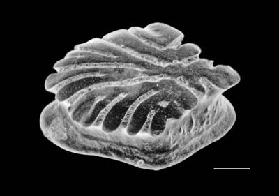 https://files.geocollections.info/large/38/09/38094867-64b6-4a8c-98da-9a9bb7f63625.jpg
