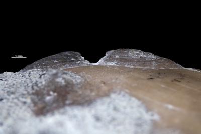https://files.geocollections.info/large/38/1f/381fa522-7ed4-4e7e-bba3-d8d135b3ce47.jpg