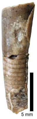 https://files.geocollections.info/large/38/25/38257dc5-b47e-48e0-9a6b-62ca03f24334.jpg