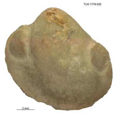 https://files.geocollections.info/large/38/2f/382ff71c-7500-4e75-b54e-788d18ebfab8.jpg