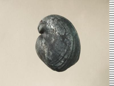 https://files.geocollections.info/large/38/35/383540cf-97ad-4806-84f3-bf1580a4a93e.jpg