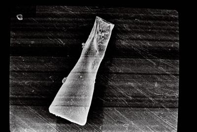 <i><i>Conochitina</i> | Conochitina sp. sp.</i><br />Ruhnu 500 borehole, 388.90 m, Jaagarahu Stage (754-684)