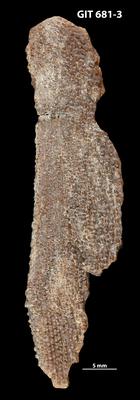 https://files.geocollections.info/large/38/72/38728a92-2f23-4209-8c6a-e6e4091fc81d.jpg