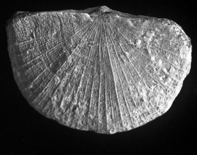 https://files.geocollections.info/large/38/8a/388a3602-82e3-4465-afd6-5cb4569670f4.jpg