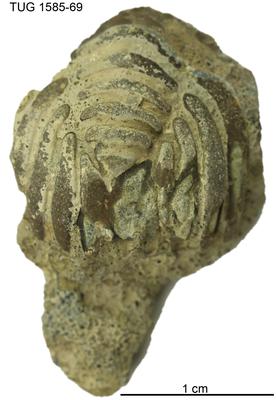 https://files.geocollections.info/large/38/8a/388ad757-7198-4f6d-829b-d848140fbfef.jpg