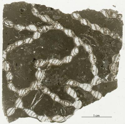 https://files.geocollections.info/large/38/98/3898f502-1436-468b-8de3-453ed006e18f.jpg