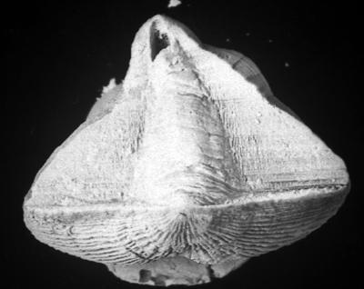 https://files.geocollections.info/large/38/a4/38a47725-1872-4417-90bb-9f5625d1e14d.jpg