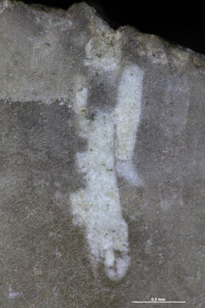 https://files.geocollections.info/large/38/a6/38a6530a-d0df-4e1e-ba03-ff7459eadb60.jpg