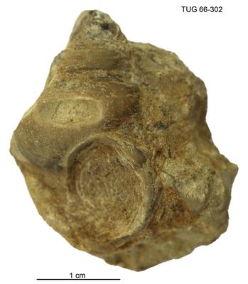 https://files.geocollections.info/large/38/cb/38cba8b7-b63a-48aa-ac09-291256f9438b.jpg