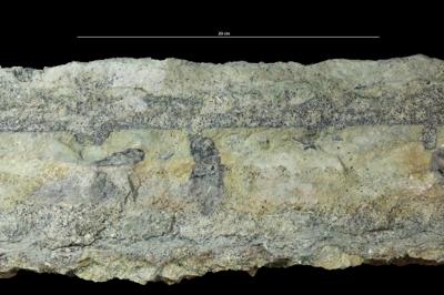 <i></i><br />Uuga Cliff 1, Parki peninsula,  m, Volkhov Stage