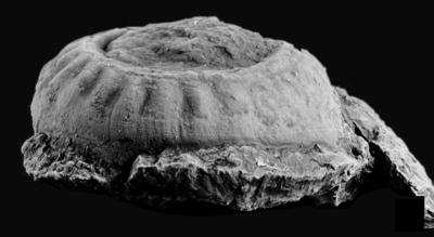 https://files.geocollections.info/large/38/f9/38f9ff15-d78b-4997-bc4d-f333978e8c92.jpg