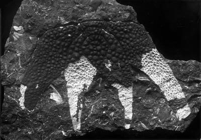 https://files.geocollections.info/large/39/02/39020cd0-7db1-44d7-97f2-75bcbd5a5d15.jpg