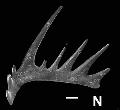 https://files.geocollections.info/large/39/1a/391a323e-cdf0-4757-956a-0b3d1b615365.jpg
