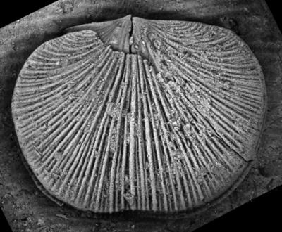https://files.geocollections.info/large/39/1f/391f9502-798b-4f88-9e0c-ebd2741693c8.jpg