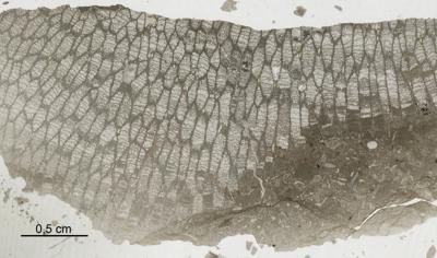 https://files.geocollections.info/large/39/43/3943322a-095b-4af4-9809-e8d617bbb9b6.jpg