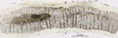 https://files.geocollections.info/large/39/68/39682f95-9c72-41ec-916c-e7590631c081.jpg