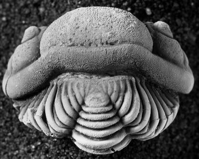 https://files.geocollections.info/large/39/f6/39f6827d-349d-4f34-b17a-44ff5dc923c5.jpg