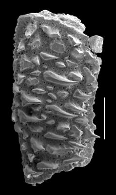 https://files.geocollections.info/large/39/f9/39f9b055-ea0f-401c-b8c9-816df9733098.jpg