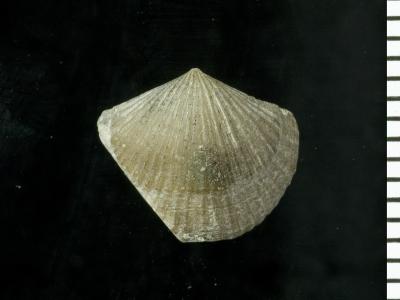 https://files.geocollections.info/large/3a/0d/3a0dee37-13ec-4b94-95b0-6144d04ca79d.jpg