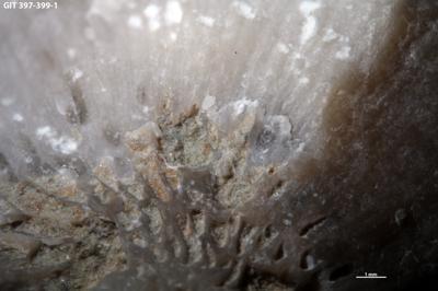 <i>Trypanites isp.</i><br />Kesselaid,  m, Adavere Stage