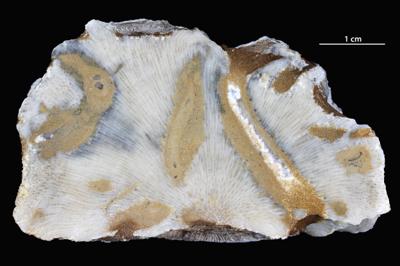 <i></i><br />Vanaküla Quarry,  m, Kukruse Stage