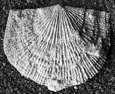 https://files.geocollections.info/large/3a/44/3a44cfc1-9f95-4c34-bc67-68bb69e20e91.jpg