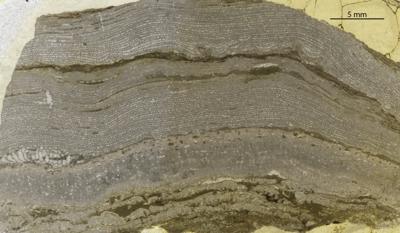 https://files.geocollections.info/large/3a/46/3a465d9d-0ae0-4d61-9a75-7c476c65913f.jpg