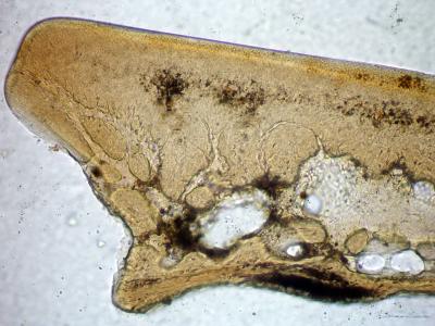 https://files.geocollections.info/large/3a/59/3a5984b9-75d5-42ef-8852-26b1ed309a8f.jpg