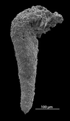 https://files.geocollections.info/large/3a/5f/3a5f9ef7-f2d5-4be0-b25b-6188e196ccd4.jpg