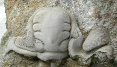 https://files.geocollections.info/large/3a/8c/3a8c1a67-c21e-4879-a9e4-948790c06fb9.jpg