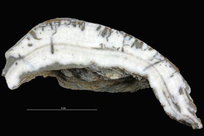 <i></i><br />Hosholm shore,  m, Pirgu Stage