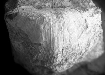 https://files.geocollections.info/large/3a/9a/3a9a3980-a2bd-4280-848e-23827206700c.jpg
