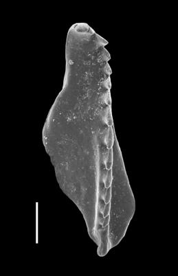 <i>Oenonites varsoviensis (Kielan-Jaworowska, 1966)</i><br />Viru Mine, 12/28, 0.00 m, Uhaku Stage