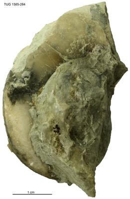 https://files.geocollections.info/large/3a/b2/3ab2eace-77c3-4a2b-b454-299ab7dcdff7.jpg