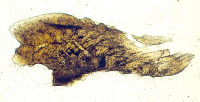 https://files.geocollections.info/large/3a/bd/3abd826e-2e18-4932-9eed-e1dd7f36cae2.jpg