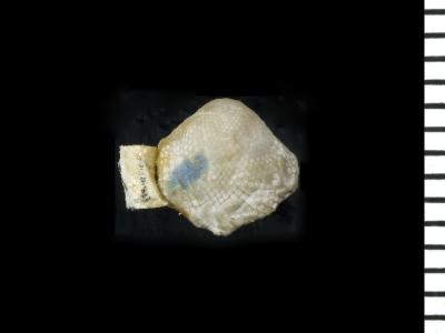 https://files.geocollections.info/large/3a/c1/3ac1f9cd-80f1-4f8f-9714-884659143c53.jpg