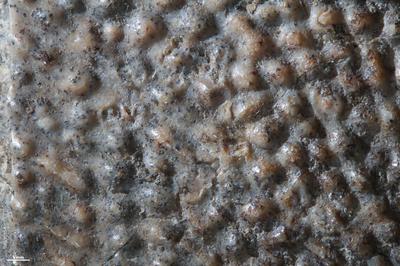 https://files.geocollections.info/large/3a/e2/3ae25ec3-58d7-4ef7-b92a-7f8e32ddc166.jpg