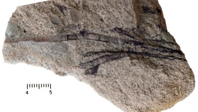 https://files.geocollections.info/large/3a/ed/3aed51a7-0a7c-48a5-8a99-8a3266b24a65.jpg
