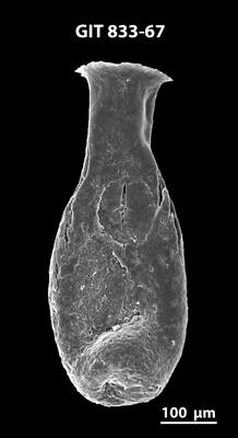 <i><i>Lagenochitina megaesthonica</i></i><br />Baldone 80 borehole,  m, Kunda Stage (833-67)