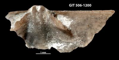 https://files.geocollections.info/large/3b/21/3b21b6d4-0388-42c2-bfe7-4bfaac739888.jpg